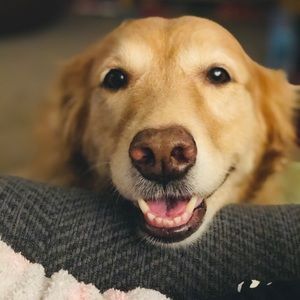 Meet your Posher, Pie